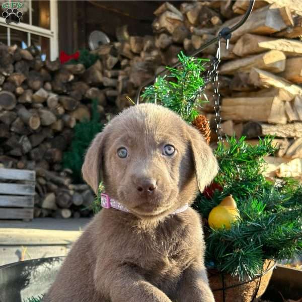 Sadie, Silver Labrador Retriever Puppy